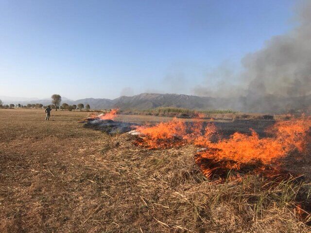 آتش به جان ۱۰ هکتار منابع طبیعی و ۶۰ نخل عنبرآباد افتاد