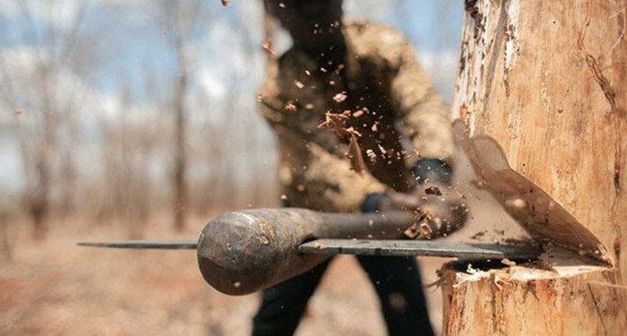 دستگیری عاملان قطع درختان «بید» در روستای باباعلی