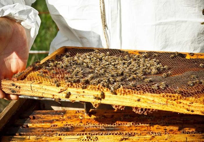 تولید عسل اهالی روستای کفراج دلفان را شاغل کرد