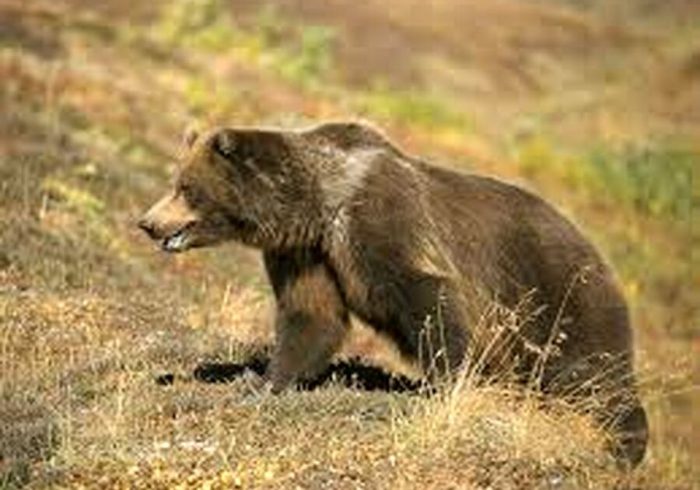حمله یک قلاده خرس به زنبورستان «سربندان»