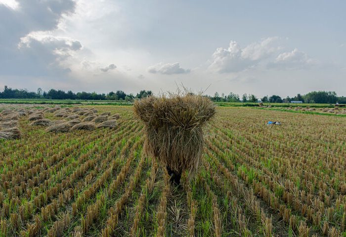 کشت برنج و چغندر قند در گیلانغرب ممنوع شد
