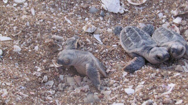 آغاز تخم‌گذاری لاک‌پشت‌ها در ساحل روستای شیب‌دراز قشم