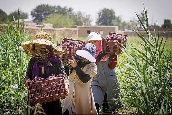 توسعه کارآفرینی در خرمشهر با آموزش زنان روستایی