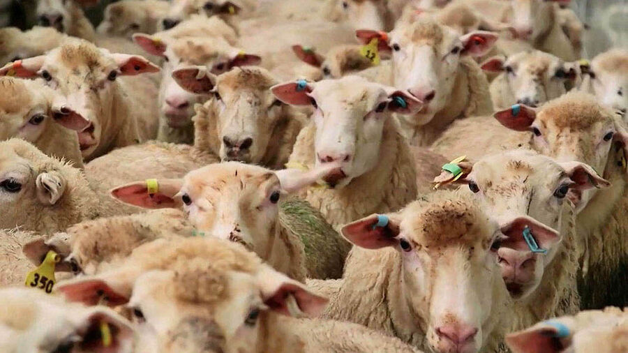 اجرای طرح پلاک کوبی دام های عشایری تهران