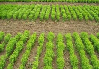 فراهم شدن بذر کشت پاییزه برای کشاورزان کرمانی