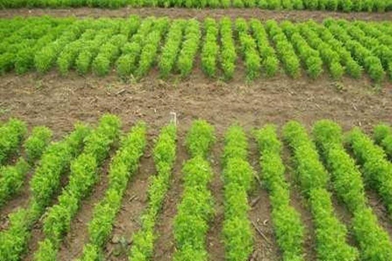 فراهم شدن بذر کشت پاییزه برای کشاورزان کرمانی