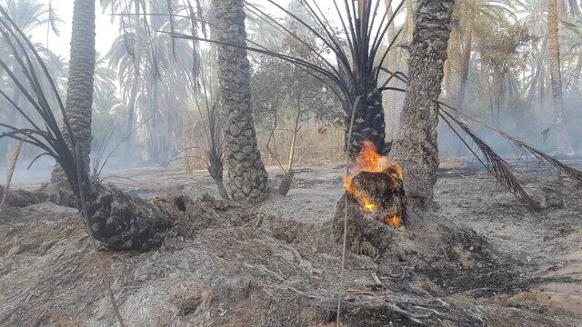 نخلستان‌های روستای شیبان در آتش سوخت