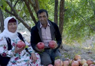 آیین سنتی برداشت انار در تاریخی ترین روستای گیلان‎
