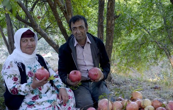 آیین سنتی برداشت انار در تاریخی ترین روستای گیلان‎