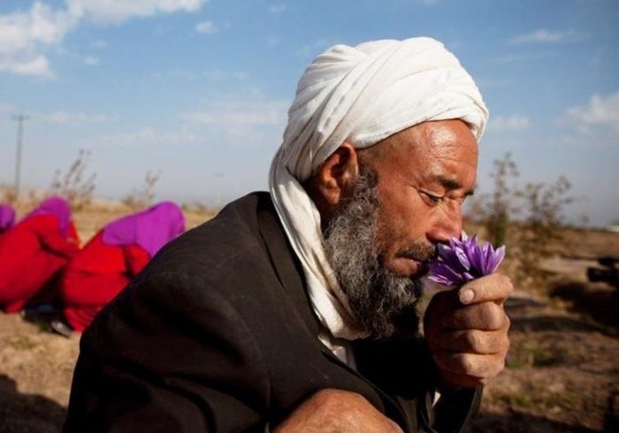 برداشت زعفران از مزارع روستای علوی کاشان