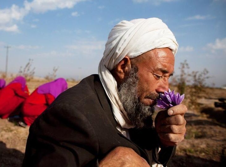 برداشت زعفران از مزارع روستای علوی کاشان