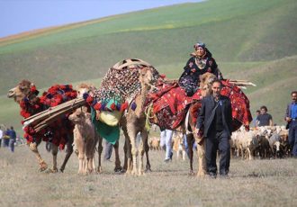 توزیع ۲۱ هزار تن انواع نهاده دامی بین عشایر آذربایجان غربی