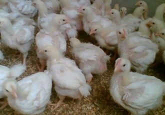 توزیع ۲۸۸ قطعه مرغ بومی در روستاهای خراسان جنوبی