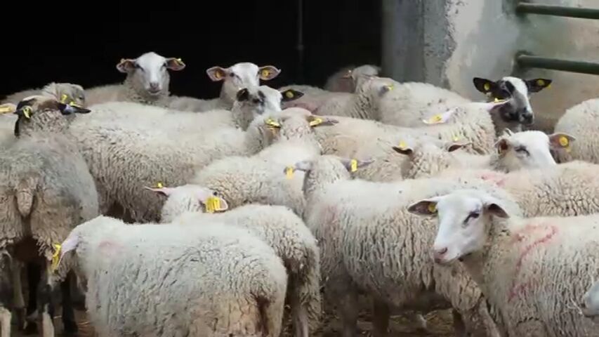 حل معضلات دامپروری‌های روستای کناره رویکردی کشوری می شود