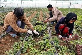 پرداخت تسهیلات راه اندازی کسب و کارهای خرد روستایی