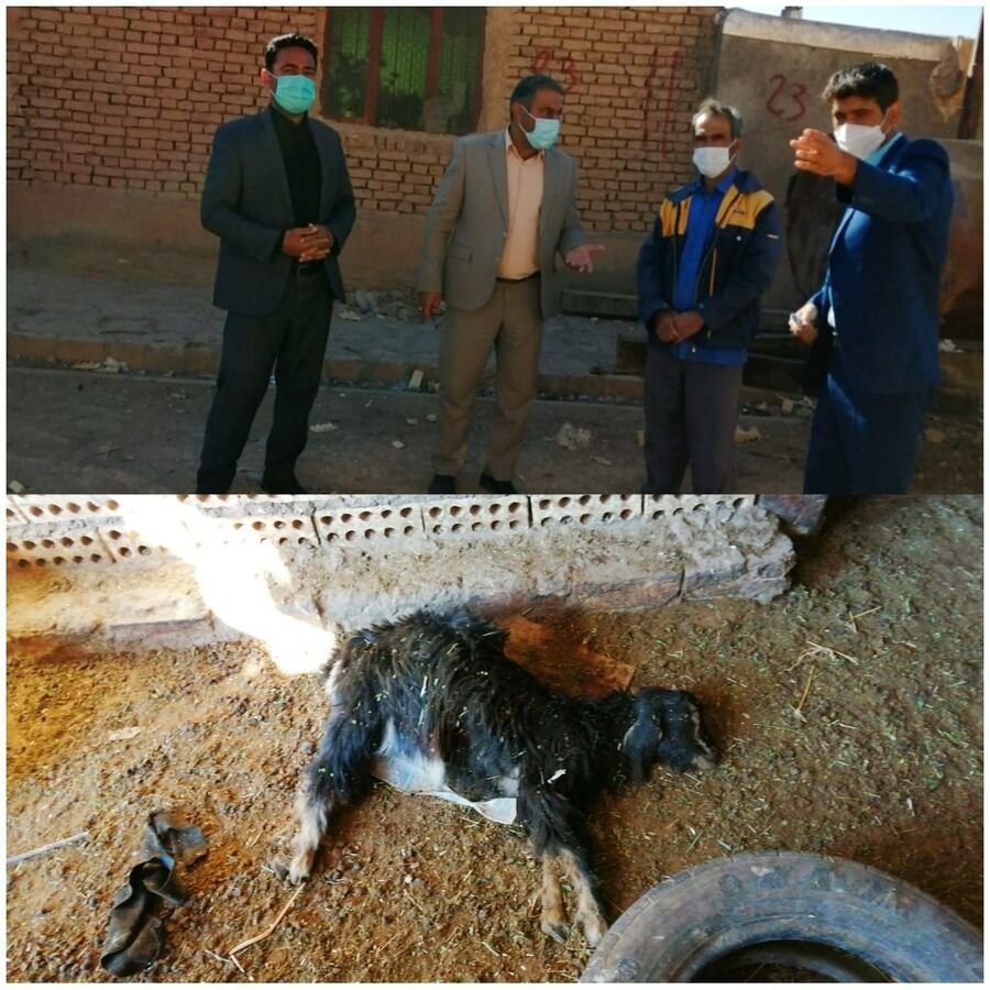 ۱۲ رأس گوسفند در روستای خوشاب تلف شدند