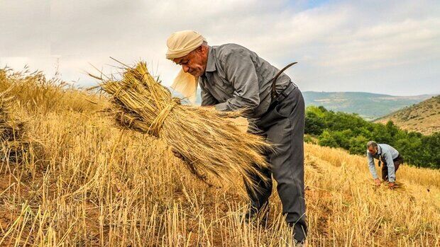 خرید تضمینی ۳ میلیون و ۸۰۰ هزارتن گندم در کشور