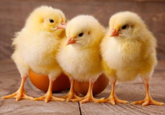 توزیع ۱۰هزار قطعه جوجه یکروزه در بین روستاهای سردشت