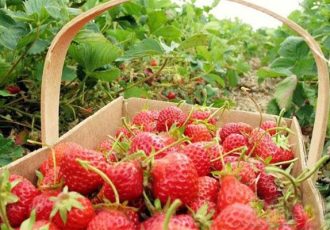 جشنی به شکرانه برداشت توت فرنگی در روستای شیان سنندج