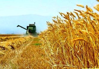 خرید بیش از ۳۱۳ هزارتن گندم از کشاورزان