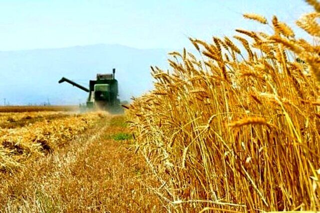خرید بیش از ۳۱۳ هزارتن گندم از کشاورزان