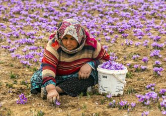 ایجاد صندوق تخصصی زعفران تا پایان ۱۴۰۲