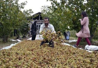 استقرار ذخیره گاه ژنتیکی فندق در روستای زیاز رودسر