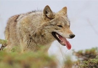 حمله گرگ‌ها به روستای دروان