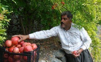 نبود صنایع تبدیلی دل انارکاران را خون کرد