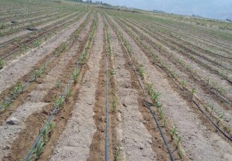 آوای کشت‌وکار در مزارع روستاهای خلیفان