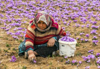 برداشت زعفران از اراضی روستاهای خضرآباد