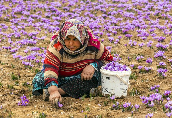 برداشت زعفران از اراضی روستاهای خضرآباد