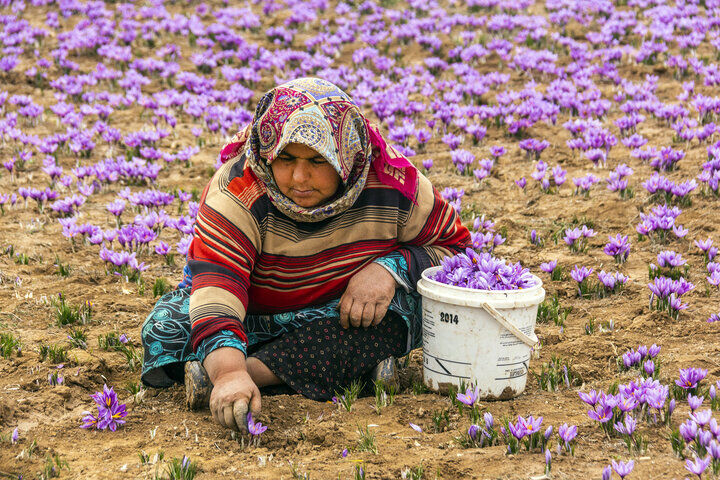 برداشت زعفران از اراضی روستاهای خضرآباد