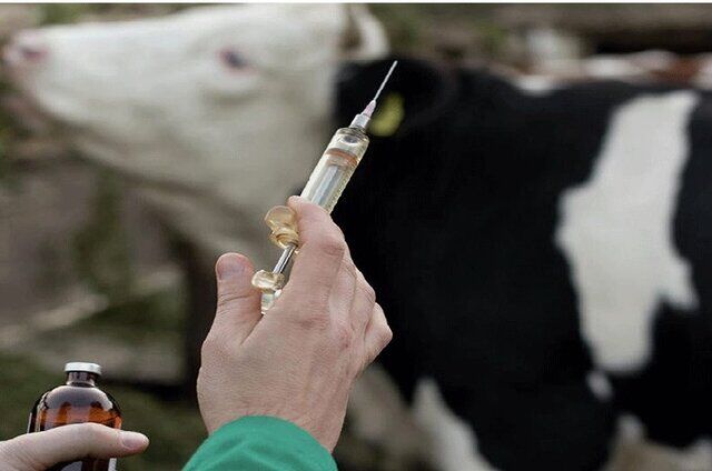 واکسیناسیون دام های کوچک روستاها بر ضد بیماری لمپی اسکین