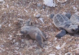 آغاز تخم‌گذاری لاک‌پشت‌ها در ساحل روستای شیب‌دراز قشم